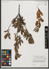 Foto von Salix waldsteiniana Willd.